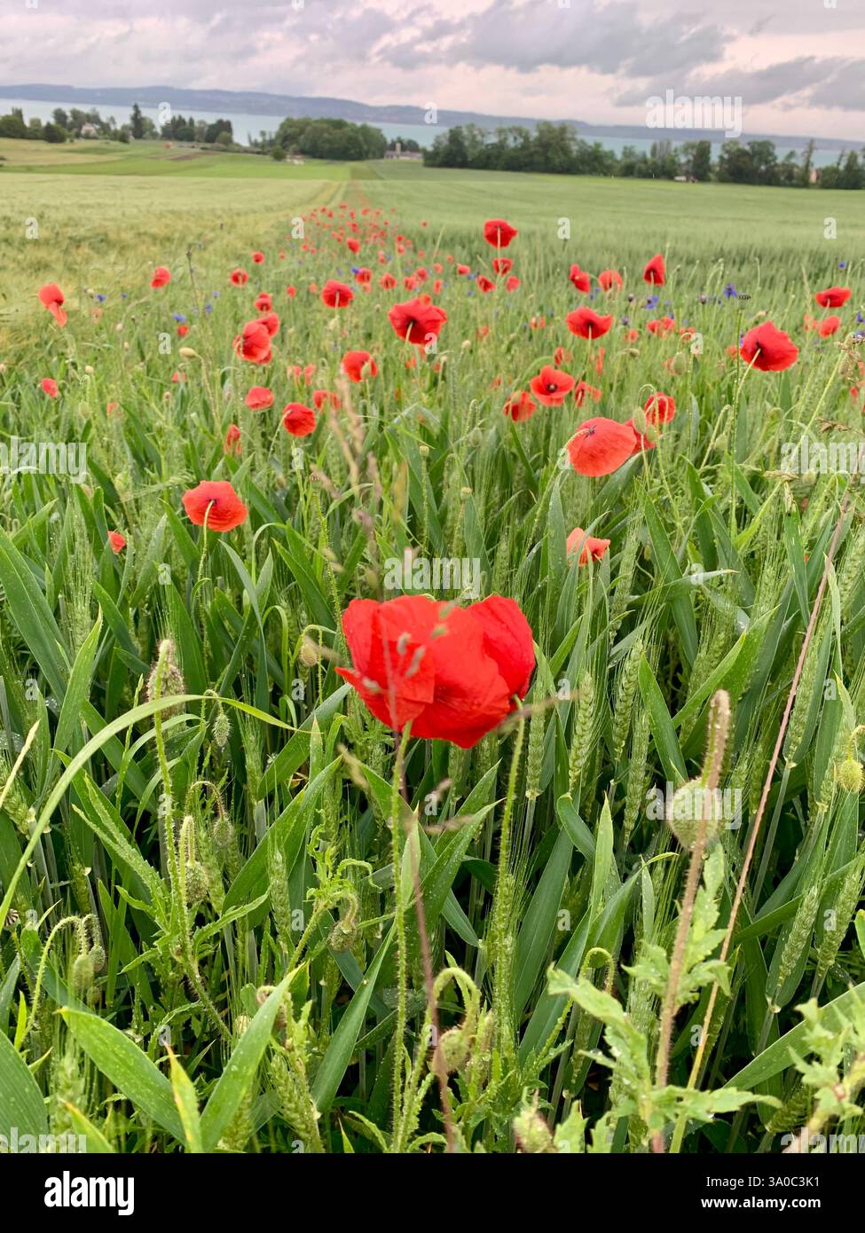 Mohnfeld, Wildblumen - Smartphone-aufgenommenes Stockfoto