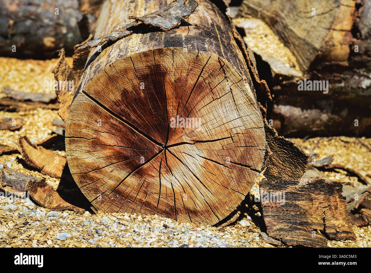 Nahaufnahme eines alten abgehackten Baumes Stockfoto