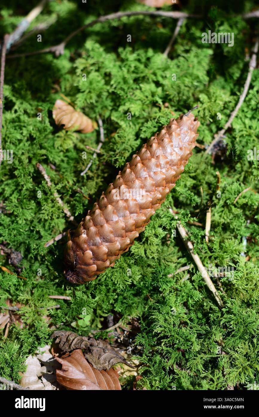 Langer Kiefernkegel auf einem moosigen Waldgrund Stockfoto