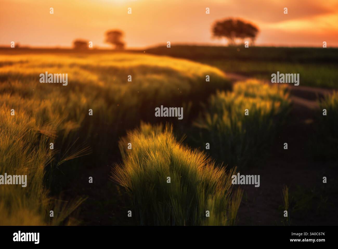 Gezüchtetes Gerstenfeld bei Sonnenuntergang, goldenes stundenfarbenes Bild der wunderschönen Landschaft, selektiver Fokus Stockfoto
