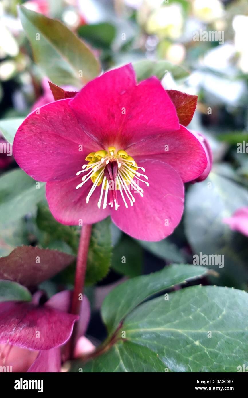 Helleborus HGC „Ice 'n' Roses“ (Bennotta) Early Red Hellebore Flowers on Display in an English Country Garden, Lancashire, England, UK Stockfoto