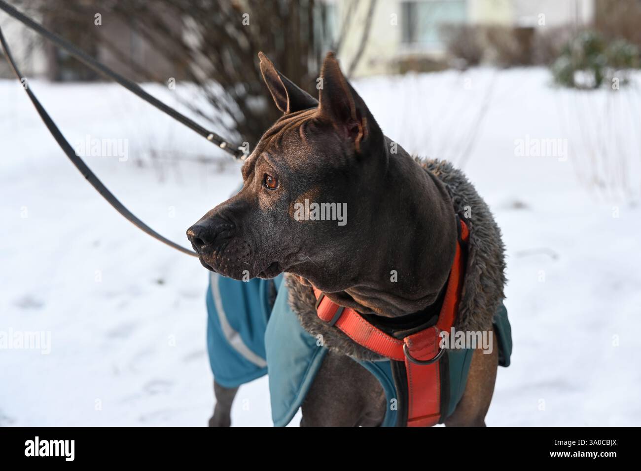 Ein auffälliger kurzhaariger Hund, ein Thai Ridgeback, wird aufmerksam in einer verschneiten Umgebung gesehen. Der Hund trägt einen stylischen blauen Wintermantel mit Stockfoto