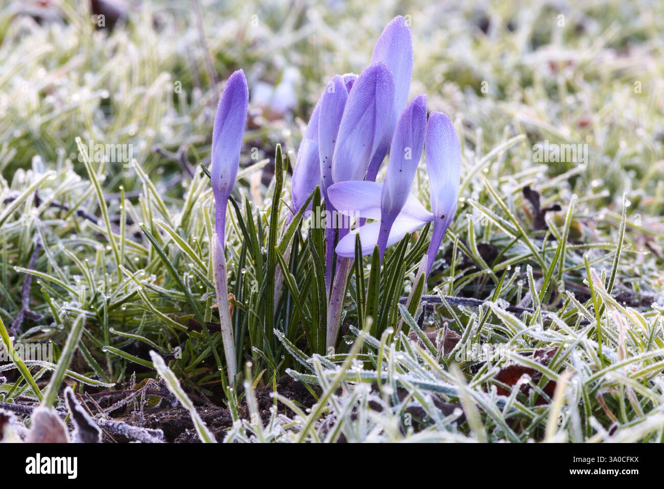 Crocus an einem sehr kalten Morgen Stockfoto