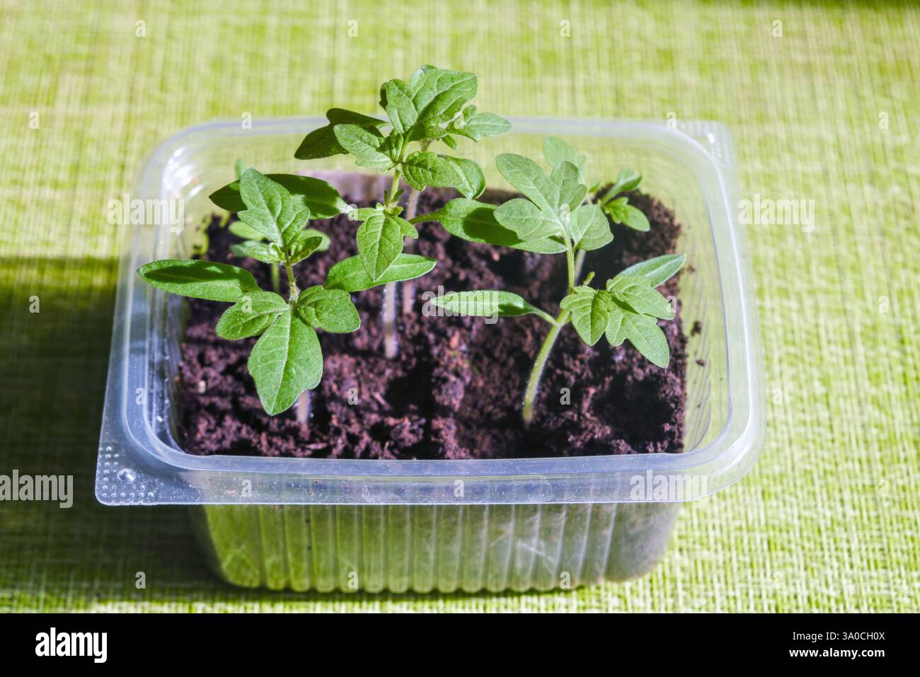 Tomatensämlinge in Plastiktöpfen, Großaufnahme. Tomatenpflanze. Stockfoto