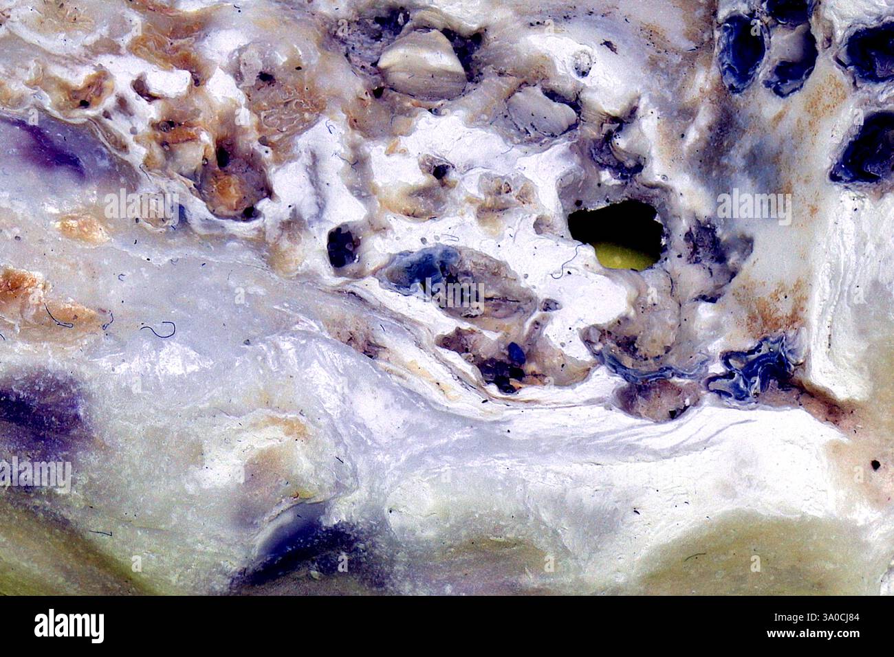 Die Oberfläche einer Schale: Makro, Nahaufnahme, eine Mischung aus Glanz und Textur, Blau-, Lila- und Weißtöne. Stockfoto