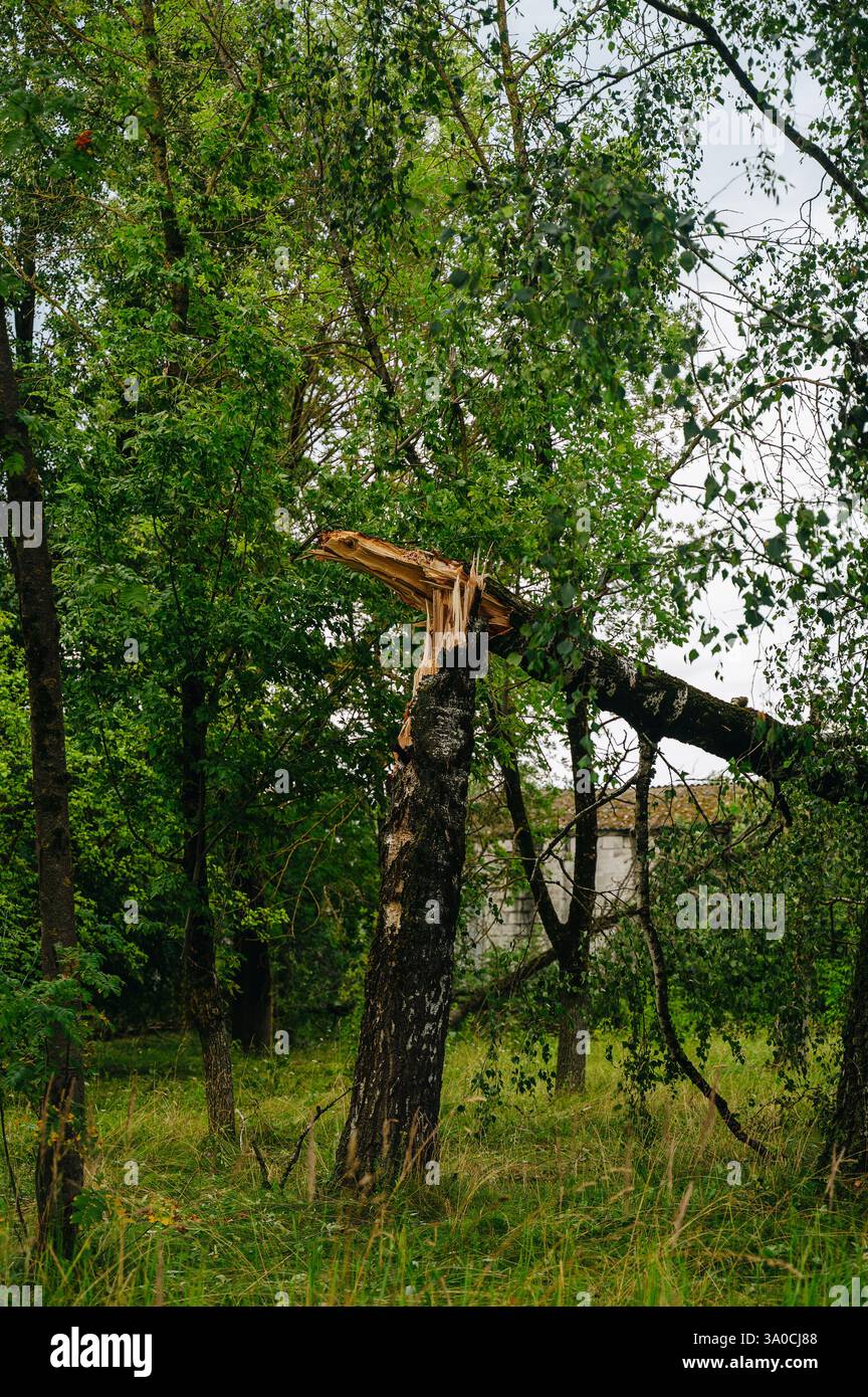 Wald nach Hurrikan, gebrochene Bäume nach der Katastrophe. Hochwertige Fotos Stockfoto