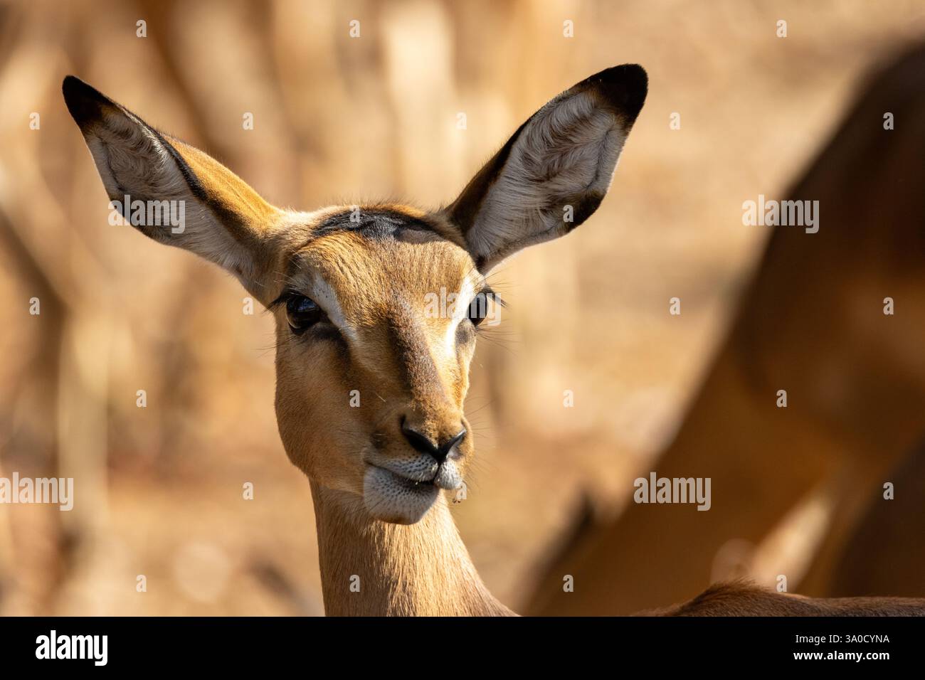 Nahaufnahme des jungen Impala-Kalbsgesichts mit seinen großen Ohren – Kruger-Nationalpark, Südafrika. Stockfoto