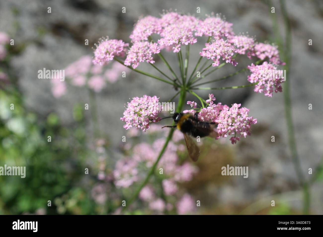 Königin Anna blüht mit Spitze Stockfoto