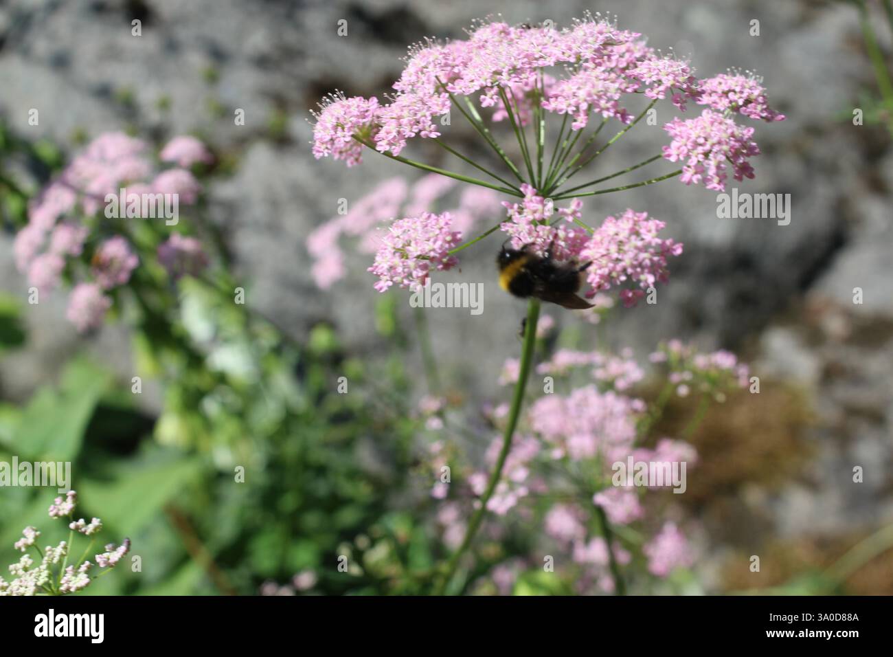 Königin Anna blüht mit Spitze Stockfoto