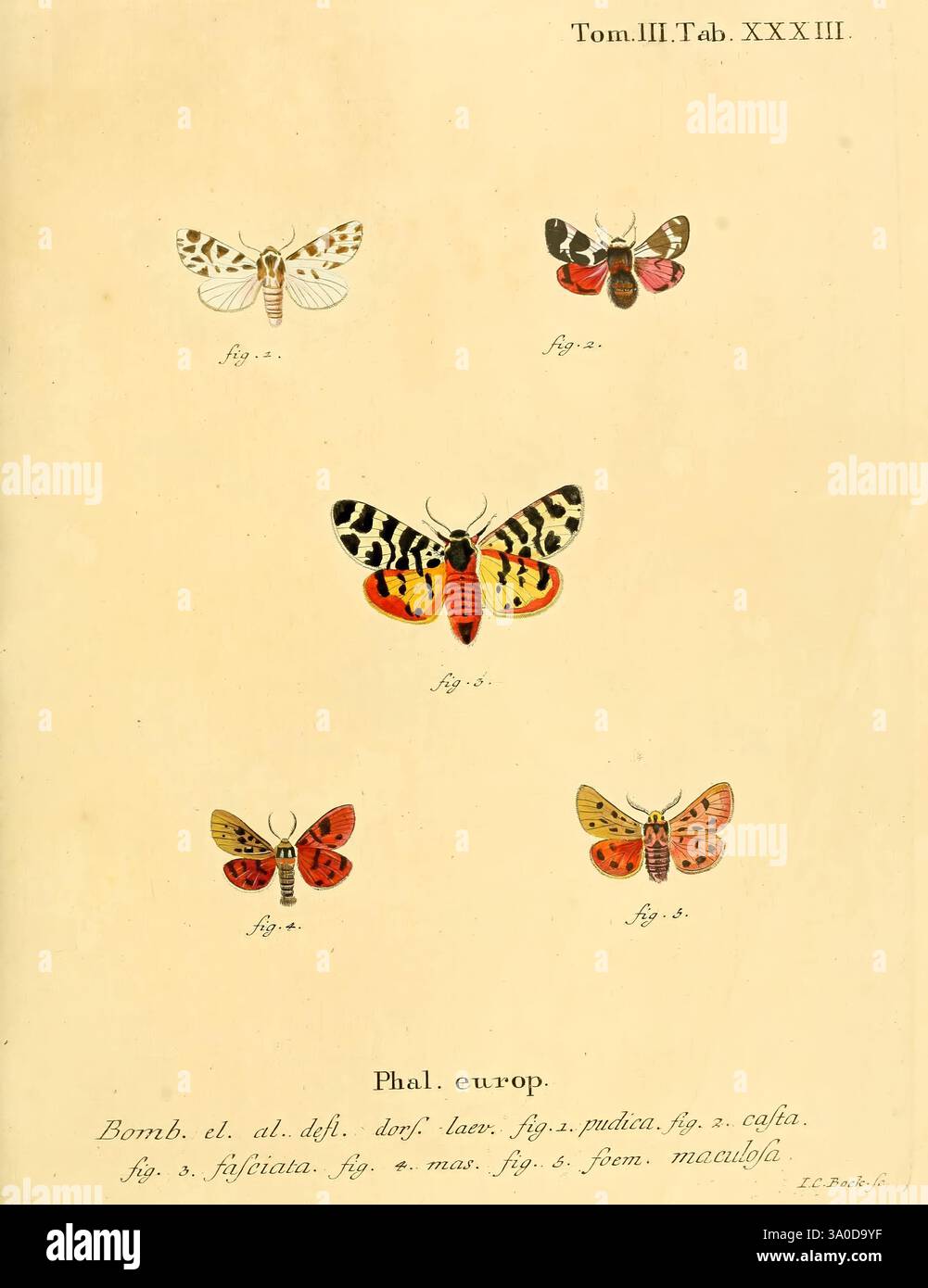 Die Schmetterlinge in Abbildungen nach der Natur, Leipzig, T.O. Weigel, 1829-1839, Europe, Schmetterlinge, Schmetterlinge, Bilderwerke, die Illustration zeigt eine Sammlung von detailreich detaillierten Schmetterlingen und Falter, die jeweils mit einer entsprechenden Zahlennummer versehen sind. Zu den Exemplaren gehört eine auffällig gemusterte Motte in der Mitte, die lebendige Farbtöne und markante Markierungen zeigt, flankiert von kleineren Schmetterlingen mit einer Farbpalette von hellen Rot- bis zu tiefen Gelbtönen und komplizierten Mustern. Die akribische Schattierung und die Liebe zum Detail verstärken die natürliche Schönheit jedes Insekts. Stockfoto