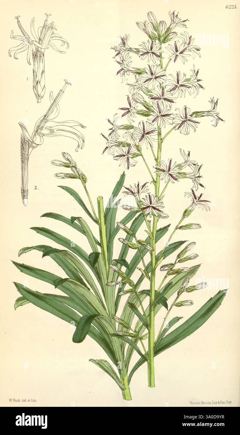 Curtis's Botanical Magazine London New York Botanical Illustration Botany Periodicals Pictorial Works Plants Ornamental Curtis, Eine botanische Illustration mit einer anmutigen blühenden Pflanze, die sich durch ihren langgestreckten Stamm mit zarten Blüten auszeichnet. Die Blüten weisen eine Kombination aus weißen Blütenblättern mit auffälligen lila Markierungen auf, die ein kompliziertes und ansprechendes Aussehen schaffen. Die Blätter sind lang und schmal, symmetrisch um die Basis des Stiels angeordnet und bilden eine üppige grüne Kulisse für die Blumendekoration. Detaillierte Skizzen einzelner Blumen und ihrer en Stockfoto