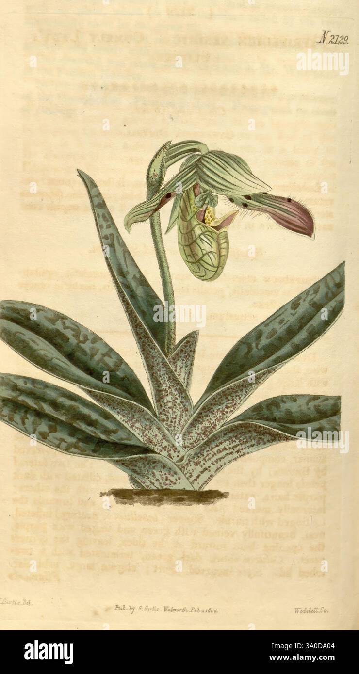 Curtis Botanical Magazine London New York Botanical Illustration Botanical Periodicals Bildwerke Pflanzen ornamental Curtis Cypripedium venustum Taxonomie: Family= Orchidaceae Nepal John Curtis, Eine wunderschön illustrierte Orchideenpflanze mit markanten, fleckigen grünen Blättern, die komplizierte Muster zeigen. Das Herzstück der Illustration ist eine zarte Blume mit einer einzigartigen Form, die eine Mischung aus Violett-, Grün- und Cremetönen zeigt. Die Blüte ist mit ausgeprägten Lappen und einer beutelartigen Struktur gestaltet, die für bestimmte Orchideenarten charakteristisch ist. Der Hintergrund enthält eine subtile Textur, enh Stockfoto
