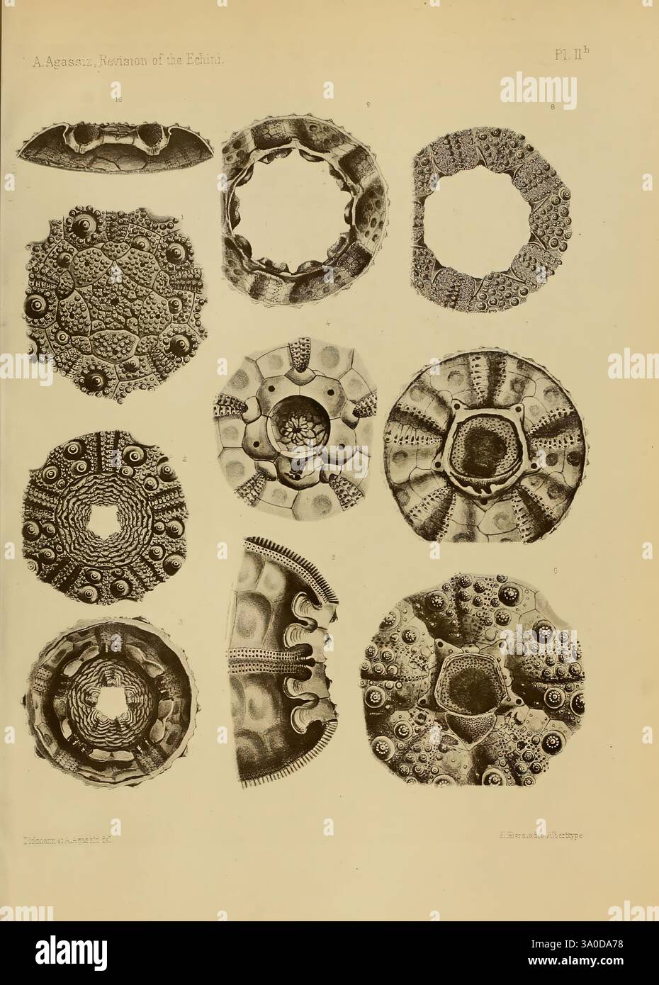 Revision der Echini, Cambridge [Mass.], University Press, 1872-1874, Klassifikation, Echinodermata, Seeigel, Museum of Comparative Zoology, Eine Sammlung komplizierter mikroskopischer Strukturen, die verschiedene Arten von Kieselalgen und Radiolaren zeigen, die jeweils einzigartige Muster und Texturen zeigen. Die Figuren sind in einem rasterartigen Format angeordnet, wodurch ihre symmetrischen Formen und ihre unterschiedlichen geometrischen Designs betont werden. Jedes Exemplar hebt die Komplexität dieser Mikroorganismen hervor und zeigt eine Mischung aus kreisförmigen und kunstvollen Formen, die für ihre Spezies charakteristisch sind. Die detaillierten Abbildungen zeigen Stockfoto