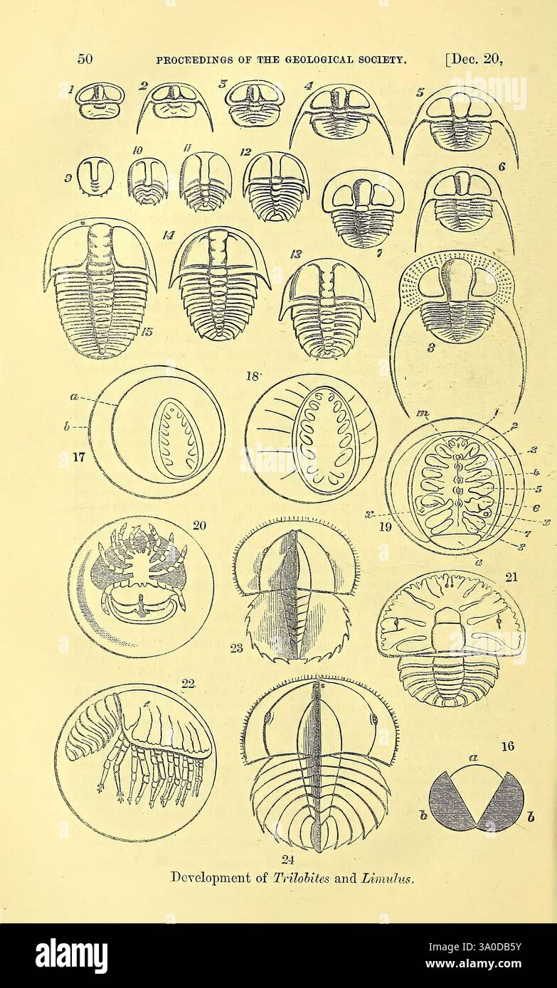The Quarterly Journal of the Geological Society of London, v.28 (1872), London, Geology, Periodicals, eine Reihe detaillierter Illustrationen zeigt verschiedene Arten von Trilobiten und Hufeisenkrebsen, die ihre anatomischen Merkmale und verschiedene Arten darstellen. Jede Figur ist nummeriert und beschriftet, was die evolutionäre Entwicklung und morphologische Eigenschaften dieser alten Meeresarthropoden demonstriert. Die Abbildungen konzentrieren sich auf die dorsalen und ventralen Ansichten und zeigen wichtige Strukturen wie das Exoskelett, die Augen und segmentierte Körper hervor. Diese umfassende visuelle Darstellung dient t Stockfoto