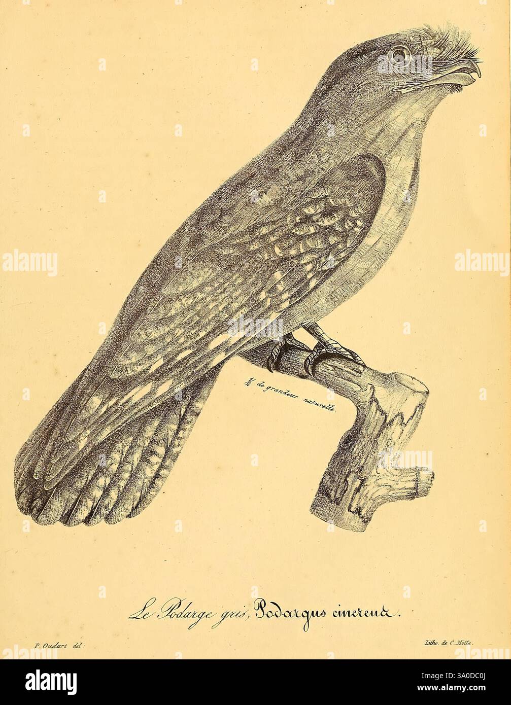 La galerie des oiseaux, Paris, Carpentier-Méricourt, 1834, Vögel, diese Illustration zeigt eine detaillierte Darstellung eines Vogels auf einem Ast, der sein charakteristisches Gefieder und seine anatomischen Merkmale zeigt. Der markante Schnabel und das markante Auge des Vogels werden hervorgehoben, während die komplizierten Texturen seiner Federn akribisch erfasst werden. Unter dem Vogel befindet sich ein handgeschriebenes Etikett, das ihn als „Le Polatouche“ bezeichnet und seinen wissenschaftlichen Namen enthält. Die Gesamtkomposition betont sowohl die Eleganz des Vogels als auch die Fähigkeit des Künstlers, seine natürliche Form darzustellen. Stockfoto