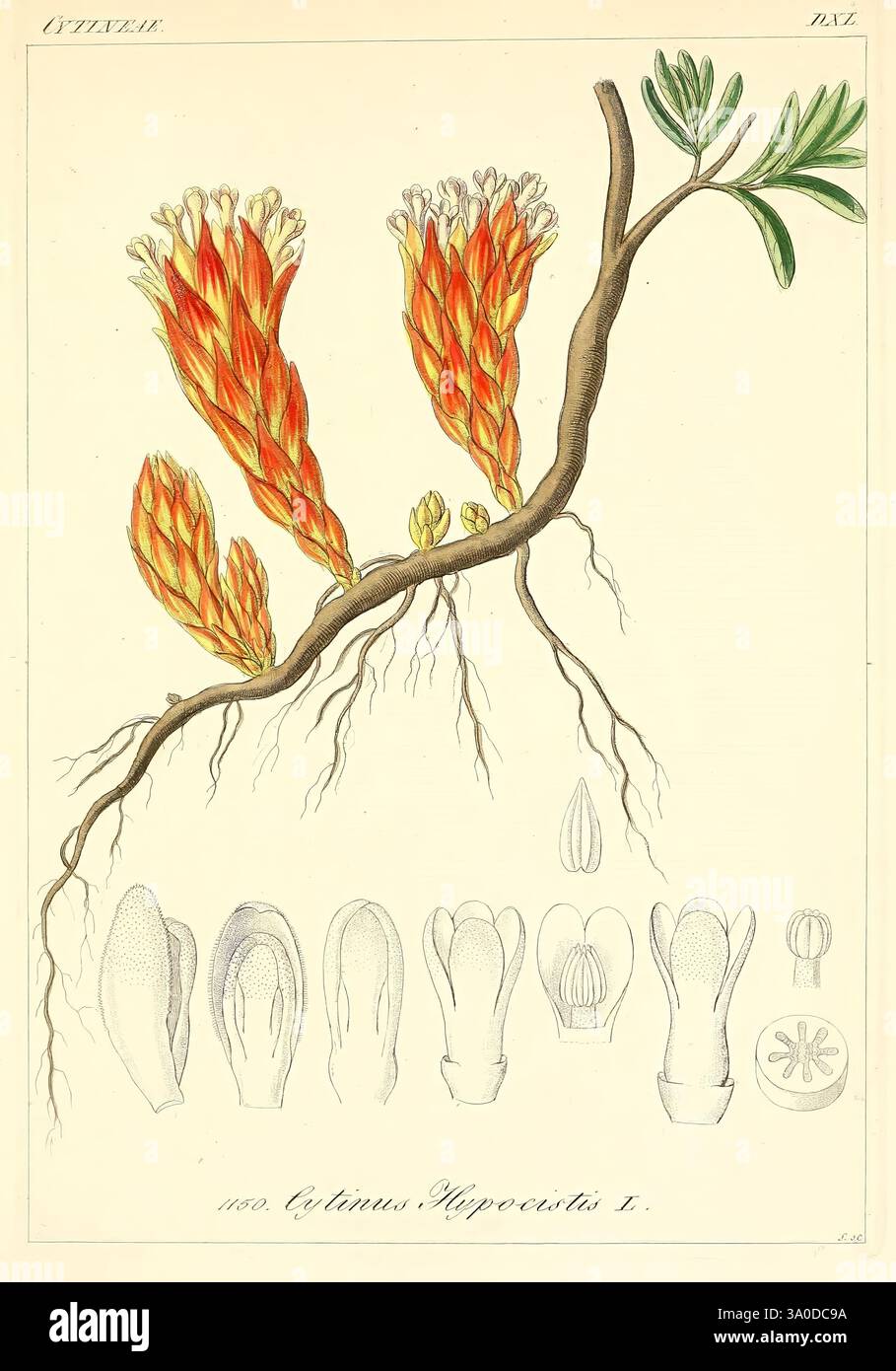 Icones, florae, Germanicae, et, Helveticae, simul, Pedemontanae, Tirolensis, Istriacae, Dalmaticae, Austriacae, Hungaricae, Transylvanicae, Moravicae, Borussicae, Holsaticae, Belgicae, Hollandicae, ergo, Mediae, Europae, Lipsiae, F, Hofmeister, 1834-1912, v, 1, 1850, Europa, Bild, Werke, Pflanzen, die Illustration zeigt eine detaillierte botanische Darstellung einer blühenden Pflanze, die ihre leuchtenden orange und gelben Blüten zeigt, die aus komplexen Clustern hervorgehen. Der Hauptzweig ist mit einer strukturierten Oberfläche dargestellt und wird von zarten grünen Blättern begleitet, die feine Adern aufweisen. Unter dem Stockfoto