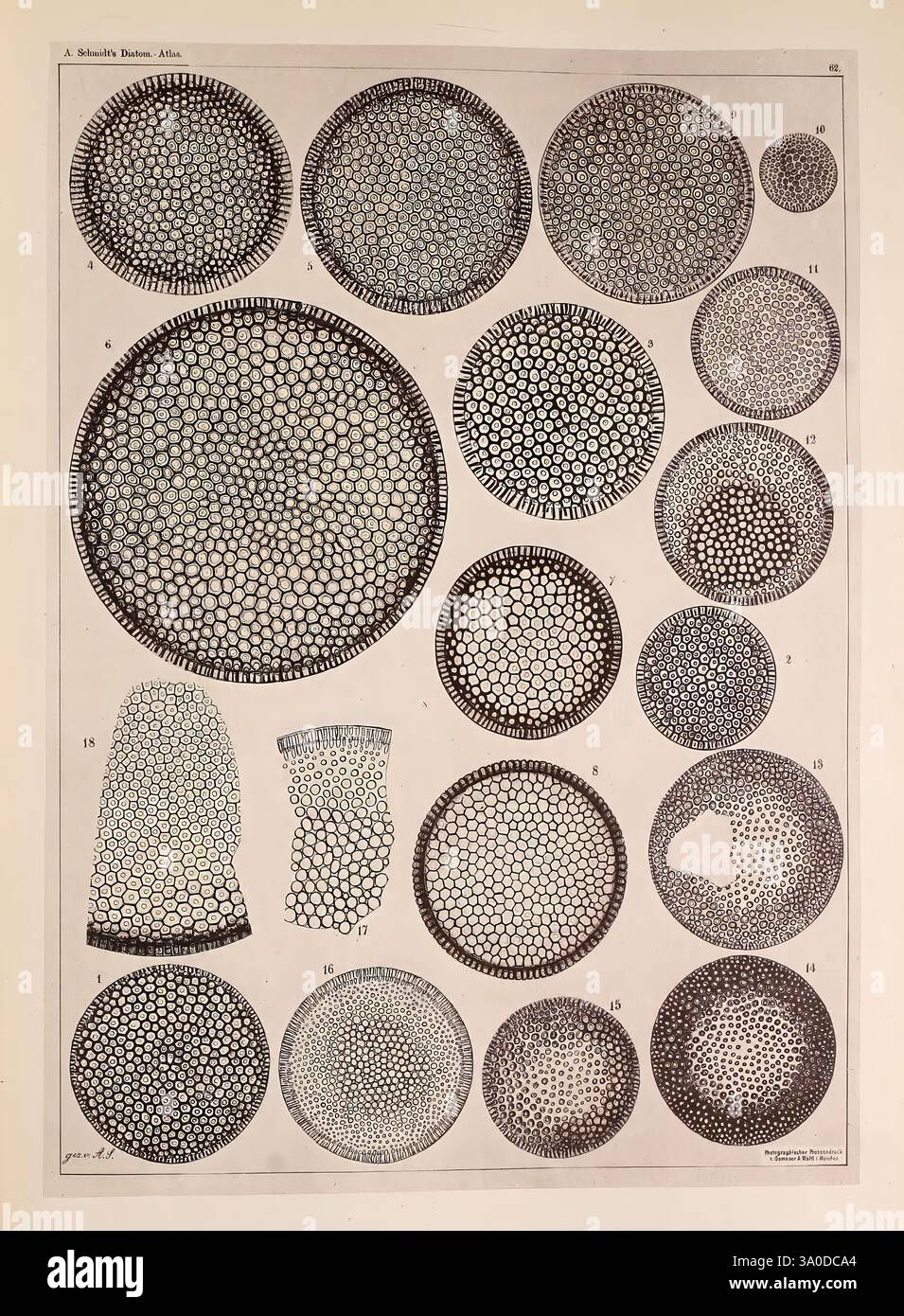 Atlas der Diatomaceen-Kunde, Leipzig, O. R. Reisland, 1874-19, Atlanten, die Illustration zeigt eine Sammlung komplizierter Kreisformen, die jeweils eine einzigartige Anordnung kleiner, sechseckiger Muster aufweisen, die eine Untersuchung zellulärer oder mikroskopischer Strukturen vermuten lassen. Es werden verschiedene Größen dargestellt, von großen, markanten Kreisen bis hin zu kleineren, empfindlicheren Formen. Jeder Kreis ist mit numerischen Beschriftungen versehen, die eine systematische Klassifizierung anzeigen. Die detaillierten geometrischen Entwürfe evozieren ein Gefühl der wissenschaftlichen Erforschung, möglicherweise im Zusammenhang mit der Untersuchung von Kieselalgen oder Ähnlichkeiten Stockfoto