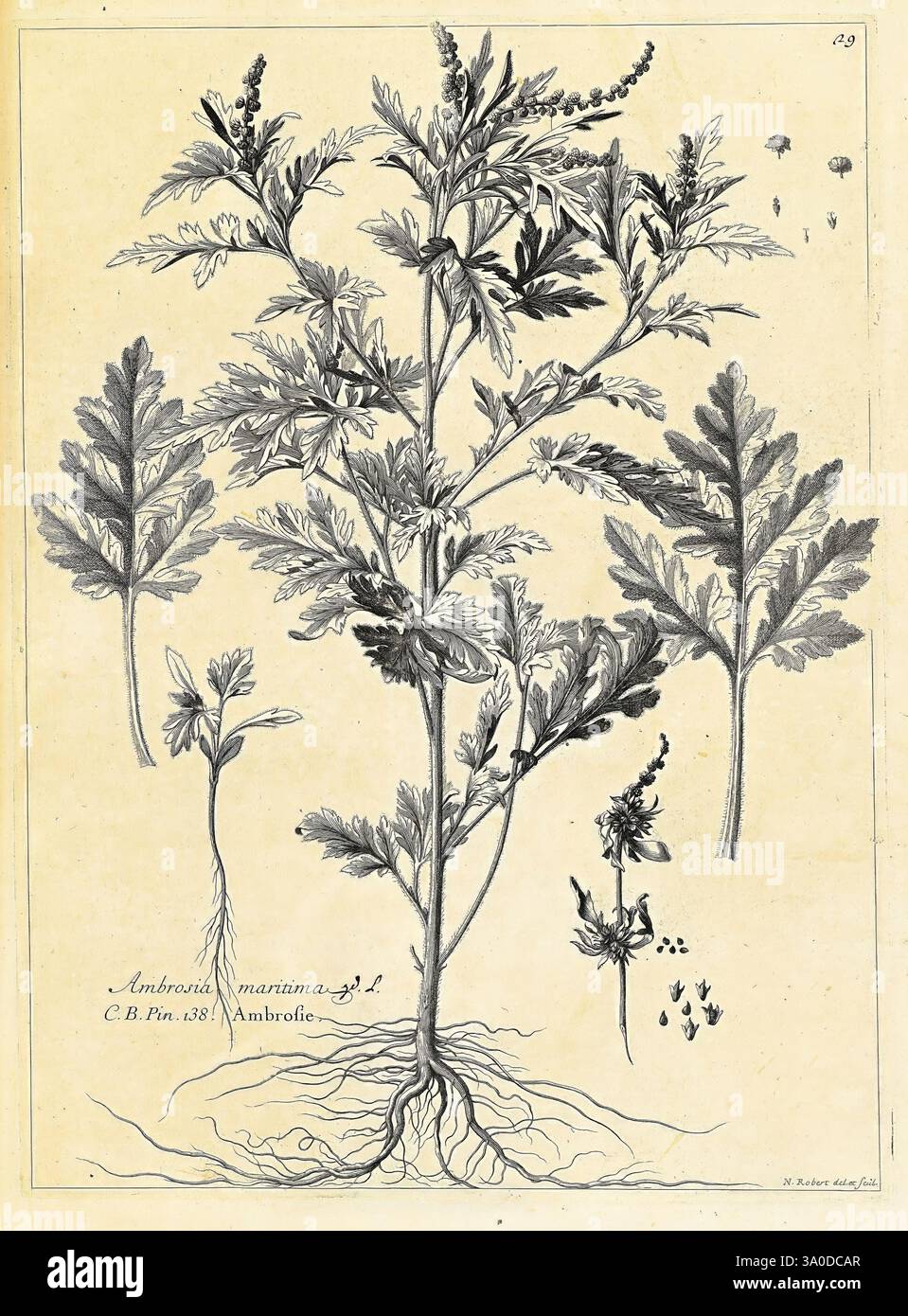 Recueil des plantes dessinées et gravées par ordre du roi Louis XIV, Paris, impr. royale, 1786, Pictorial Works, Plants, Eine detaillierte botanische Illustration der Pflanze Ambrosia maritima, allgemein bekannt als Seaside Ragweed. Die Zeichnung zeigt eine strukturierte Darstellung der Pflanze, die ihre unterschiedlichen Blätter, Blüten und Wurzeln zeigt. Die Hauptpflanze wird vollständig gezeichnet und zeigt ihr aufrechtes Wachstum, während kleinere Skizzen verschiedene Teile wie die Wurzel- und Blütenabschnitte hervorheben. Die Blätter weisen eine gelappte Form auf und die Blüten sind in Gruppen dargestellt. Jedes Element ist sorgfältig Stockfoto