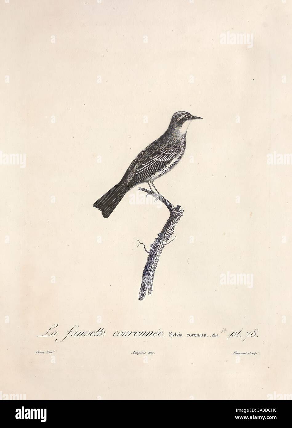 Histoire naturelle des oiseaux de l'Amérique Septentrionale A Paris, Chez Desray, 1807. Birds, North America, Pictorial Works, Eine wunderschön dargestellte Illustration eines Vogels, der anmutig auf einem schlanken Zweig thront. Die detaillierte Darstellung hebt die zarten Merkmale des Vogels hervor, einschließlich seines ausgeprägten Gefieders und seiner Haltung. Unterhalb der Abbildung steht die Inschrift „La fauvette carronée“, die den Namen des Vogels in einer raffinierten Schrift angibt. Das Kunstwerk ist eine Hommage an die Ornithologie und zeigt die Liebe des Künstlers zum Detail und die Wertschätzung für die Natur. Der rustikale Hintergrund sorgt für einen zeitlosen Look Stockfoto