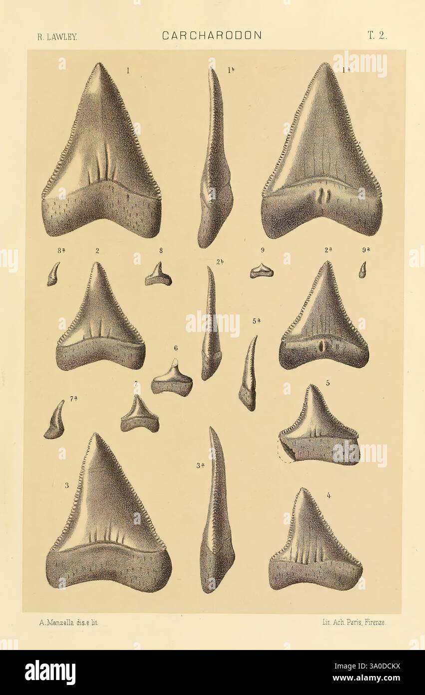 Studi comparativi sui pesci fossili coi viventi dei generi Carcharodon, Oxyrhina e Galeocerdo, Pisa, T. Nistri, 1881, Hai, Carcharodon, Galeocerdo, fossile Fische, fossile Haie, diese Illustration zeigt verschiedene Arten von Zähnen der Gattung Carcharodon, die häufig mit prähistorischen Haien assoziiert werden, einschließlich des bekannten weißen Hais. Die detaillierten Zeichnungen heben die unterschiedlichen Formen und Größen der Zähne hervor und betonen ihre gezackten Kanten und ihre unterschiedlichen Punkte, die für die Futtergewohnheiten dieser Spitzenfresser entscheidend sind. Jeder Zahn ist nach Identi nummeriert Stockfoto