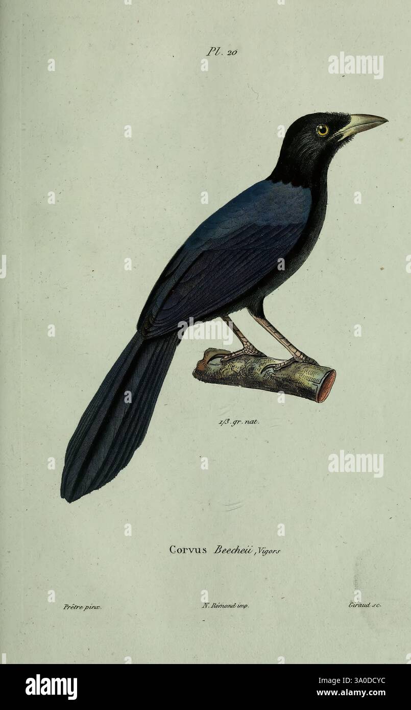 Oiseaux, Paris, A. Bertrand, 1839, Birds, Corvus beecheii, Jean Gabriel Prêtre, Eine detaillierte Abbildung eines Vogels aus der Gattung Corvus, der speziell als „Brechta“ bezeichnet wird und dessen auffällige Merkmale darstellt. Der Vogel steht auf einem Holzzweig und zeigt sein elegantes schwarzes Gefieder mit einem Hauch von schillerndem Charakter auf den Flügeln. Er hat einen scharfen Schnabel, der auf eine fleischfressende Ernährung hindeutet. Die Zusammensetzung wird durch akribische Schattierungen und feine Linien verstärkt, die die Anatomie des Vogels hervorheben, während das wissenschaftliche Etikett seine Klassifizierung kennzeichnet und zu einem Gesamtgefühl für Naturgeschichte und -Geschichte beiträgt Stockfoto