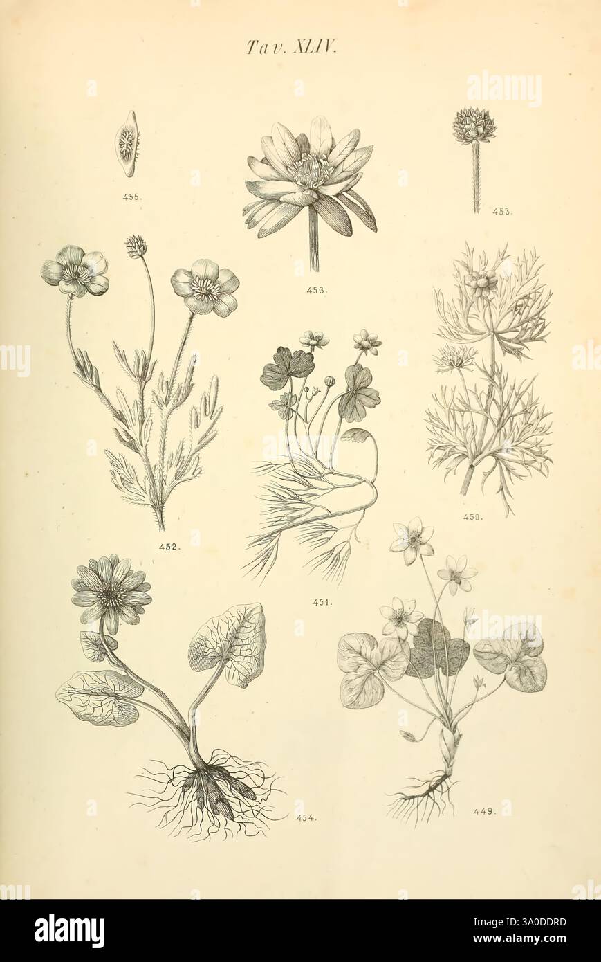 Flora Marchigiana Pesaro Premiato Stab. Tipo-Beleuchtet. Federici 1890-1891 Italien Marken Pflanzen zeigt die Illustration eine Sammlung botanischer Exemplare, die alle sorgfältig gerendert sind, um ihre einzigartigen Merkmale hervorzuheben. Das Arrangement umfasst verschiedene blühende Pflanzen, die verschiedene Stadien des Wachstums und Details zeigen. Der obere Teil zeigt eine zarte Seerose neben einem kugelförmigen Blütenkopf, während die mittlere Reihe eine Mischung aus Blüten und Laub mit ausgeprägten Blattstrukturen präsentiert. Im unteren Bereich befinden sich Pflanzen mit weitläufigen Wurzeln und aufwändig geformten Blättern. Jede Probe ist Labe Stockfoto