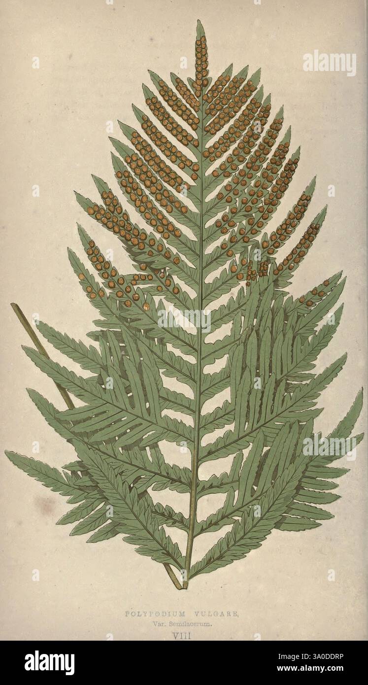 Unsere einheimischen Farne, Eine Geschichte der britischen Arten und ihrer Sorten, London, Groombridge, 1865-1867, Farne, Grossbritannien, Eine detaillierte Abbildung eines polystichum vulgare Farns, mit seinen komplizierten Wedeln mit symmetrischen Flugblättern. Die Abbildung zeigt die zarte Struktur der Blätter, die mit Sporagie entlang der Ränder verziert sind, was auf die Fortpflanzungsentwicklung hinweist. Die botanischen Details unterstreichen das üppige Grün und die unterschiedlichen Muster der Flugblätter und zelebrieren die Schönheit und Komplexität dieser mehrjährigen Pflanze, die allgemein als Marienfarn bekannt ist. Der Scient Stockfoto