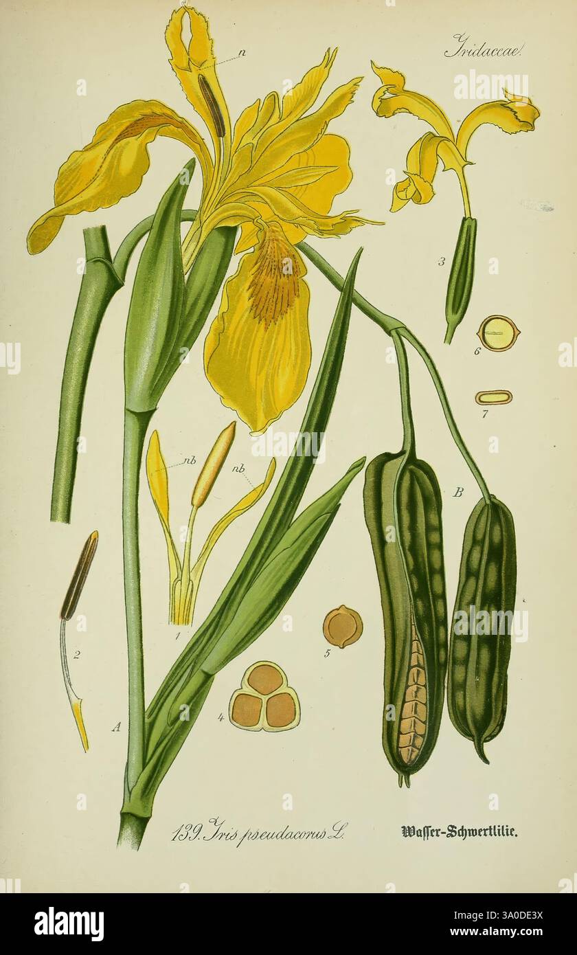 Flora von Deutschland, Österreich und der Schweiz, Gera, Zezschwitz, 1903, Pflanzen, Deutschland, Österreich, Schweiz, Flora, Iris pseudacorus., eine botanische Illustration mit der Iris pseudacorus, allgemein bekannt als die gelbe Fahne Iris. Das Bild zeigt die charakteristischen gelben Blüten der Blume, zusammen mit beschrifteten schematischen Darstellungen ihrer Struktur. Begleitende Elemente umfassen detaillierte Darstellungen des Laubs, der Samenkapseln und der Samen der Pflanze, die einen umfassenden Überblick über ihre Fortpflanzungseigenschaften bieten. Diese Illustration unterstreicht sowohl die Schönheit als auch die Komplexität der Art, Highl Stockfoto