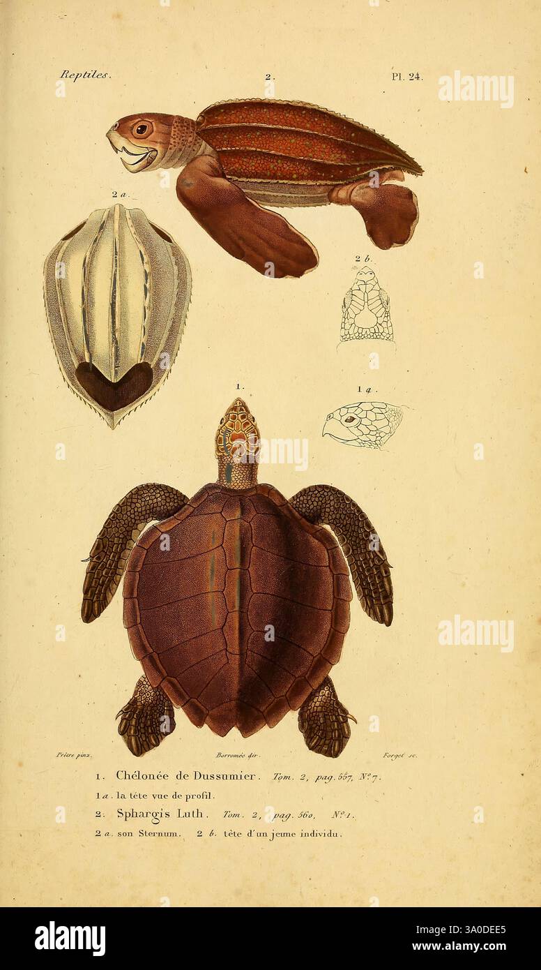 Erpétologie générale, ou, Histoire naturelle complète des reptiles Paris, Roret, 1834-1854, Amphibien, Herpetologie, Reptilien, Jean Gabriel Prêtre, die Illustration zeigt verschiedene Darstellungen einer Schildkrötenart, die ihre ausgeprägte Schalenstruktur und anatomische Details zeigt. Der obere Abschnitt zeigt eine dorsale Ansicht der Schildkrötenschale und hebt deren Grate und Textur hervor. Unten zeigt eine Seitenansicht die vollständige Form der Schildkröte, einschließlich ihrer Gliedmaßen und ihres Kopfes, und betont die einzigartige Farbe und Muster auf ihrer Schale. Zusätzlich gibt es detaillierte Skizzen von Gesichtszügen und der UNE Stockfoto