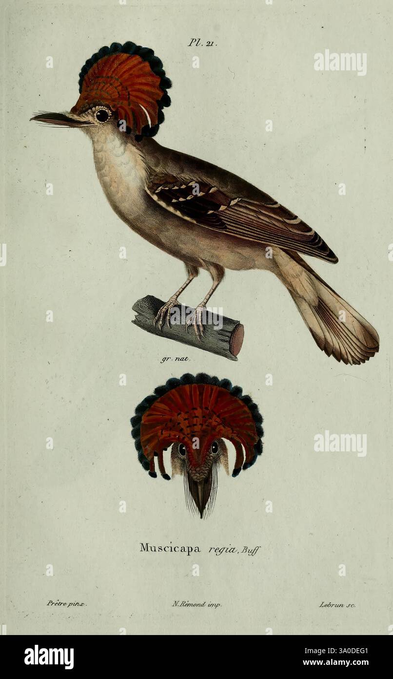 Oiseaux, Paris, A. Bertrand, 1839, Birds, Künstlername, Muscicapa, Jean Gabriel Prêtre, die Illustration zeigt einen Vogel, der als Muscicapa regia bekannt ist und seine unverwechselbaren Eigenschaften zeigt. Im oberen Bereich befindet sich der Vogel auf einem Ast, der seine elegante Form und seine lebendigen Merkmale hervorhebt, insbesondere sein markantes Wappen, das mit lebhaften Rot- und Schwarztönen verziert ist. Unten zeigt eine zusätzliche Ansicht das raffinierte Detail des Vogelwappens und der Markierungen, die seine einzigartige Färbung und die komplizierten Muster betonen. Diese Darstellung fängt die Schönheit und die komplizierten Details der Spezies, Showcas, ein Stockfoto