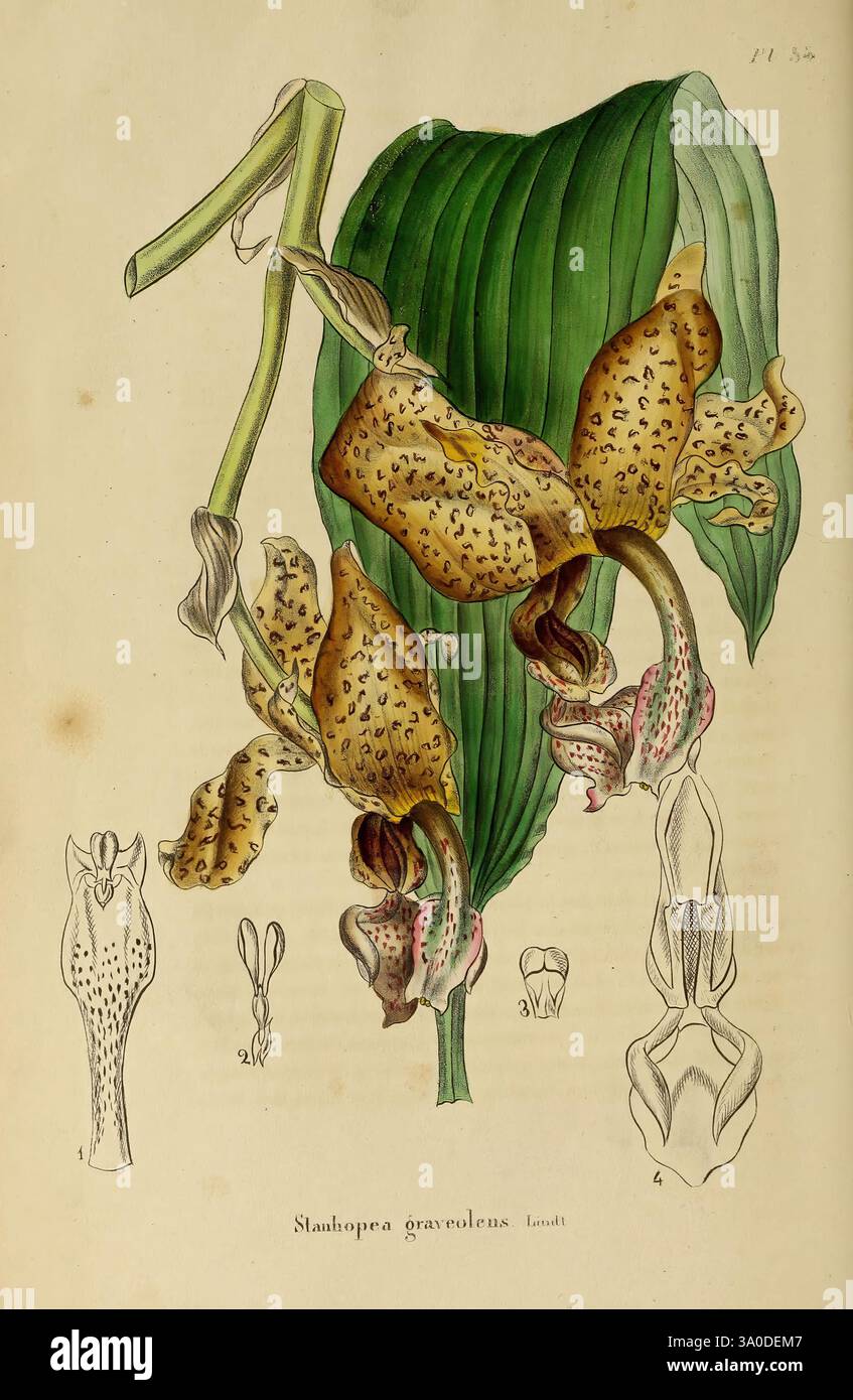 Annales de la Société royale d'Agriculture et de botanique de Gand, Gand, Société royale d'Agriculture et de botanique, 1845-1849, Botanik, Gartenbau, Gesellschaften, Blumen, Stanhopea Graveolens, die Illustration zeigt die Slashera Graveolens, die ihre einzigartige florale Struktur zeigen. Hervorzuheben sind die großen gepunkteten Blütenblätter, die elegant nach unten kaskadieren und von breiten, strukturierten Blättern flankiert werden. Die komplizierten Details betonen die Krümmung der Blume und die Anordnung ihrer Fortpflanzungsteile. Unterhalb der Hauptfigur zeigen zusätzliche Skizzen verschiedene Perspektiven und Komponenten der Blume Stockfoto