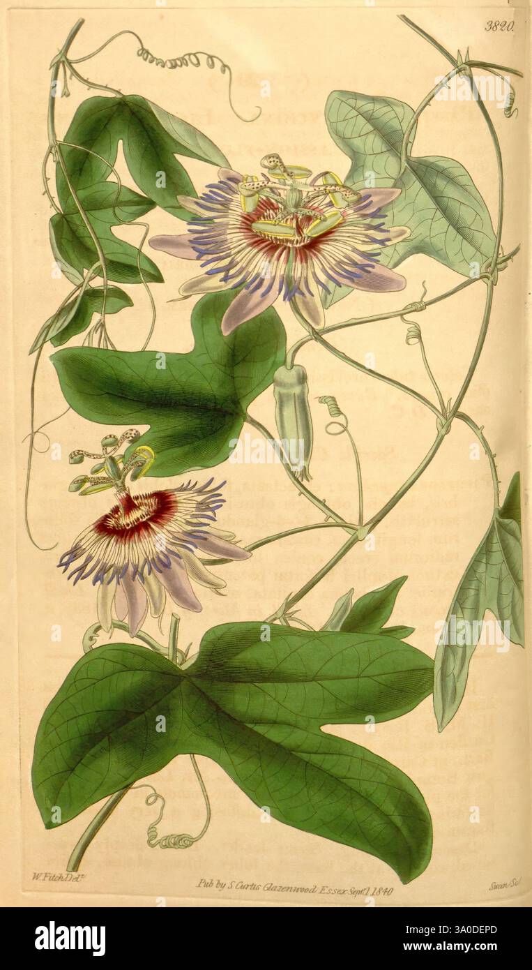 Curtis's Botanical Magazine London New York etc. Botanische Illustration Botanik Zeitschriften Bildwerke Pflanzen Zierpflanzen Curtis, Eine üppig grüne Weinrebe, Die sich anmutig um einen schlanken Stamm schmiegt und zarte Passionsblumen zeigt. Die Blüten sind mit raffinierten violetten und weißen Blüten versehen, die von einer zentralen Korona ausstrahlen. Kleine grüne Früchte hängen im Laub und deuten auf das Potenzial der Pflanze für neues Wachstum hin. Die Blätter sind breit und herzförmig, was einen auffälligen Kontrast zu den leuchtenden Blüten bildet. Diese Darstellung zeigt die Schönheit und Komplexität der Passionsblume, die sie einfängt Stockfoto