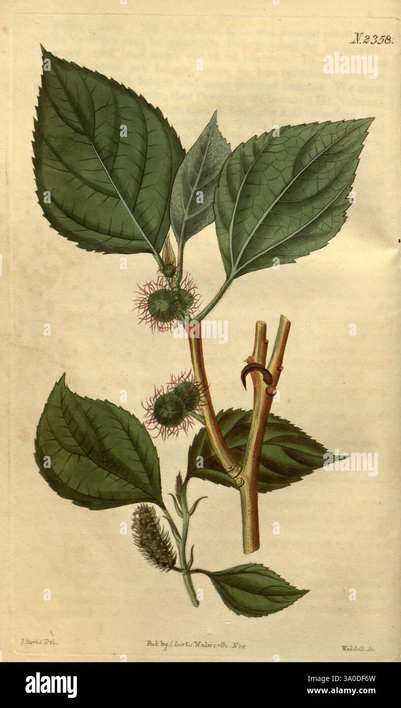 Curtis's Botanical Magazine London New York etc. Botanische Illustration Botanik Zeitschriften Bildwerke Pflanzen dekorative Curtis John Curtis John Sims, Eine botanische Illustration mit einer Pflanze mit markanten, gezackten grünen Blättern und kleinen Gruppen von spitzen Knospen. Die Komposition enthält detaillierte Darstellungen sowohl der Blätter als auch der Fortpflanzungsstrukturen der Pflanze, die ihre einzigartigen Texturen und Formen zeigen. Bemerkenswert ist die Anordnung der Blätter und der mit der Wirbelsäule bedeckten Knospen, die zur allgemeinen Ästhetik der Pflanze beitragen. Die Abbildung ist beschriftet, was die Identifikation angibt Stockfoto