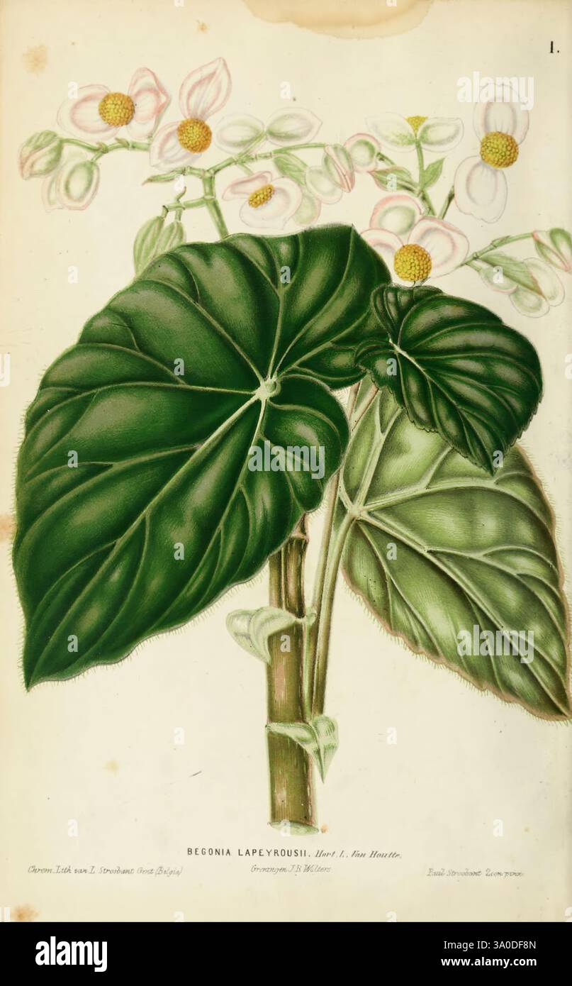 Neerland's Plantentuin Groningen, J. Wolters, 1865-1867, Botanik, Niederlande, Bildwerke, Pflanzen, Zierwerke, Urbana, Champaign, begonia, die Illustration zeigt die Begonia lapeyrouseii mit einem markanten Stamm mit breiten, üppig grünen Blättern, die komplizierte Adern und eine ansprechende Textur aufweisen. Jedes Blatt ist elegant geformt und ergänzt die zarten Gruppen kleiner, weißer Blüten mit gelben Mittelpunkten. Die Gesamtkomposition unterstreicht die botanische Schönheit dieser Art und betont sowohl den Reichtum ihres Laubs als auch den Charme ihrer umgebenen Blüten Stockfoto