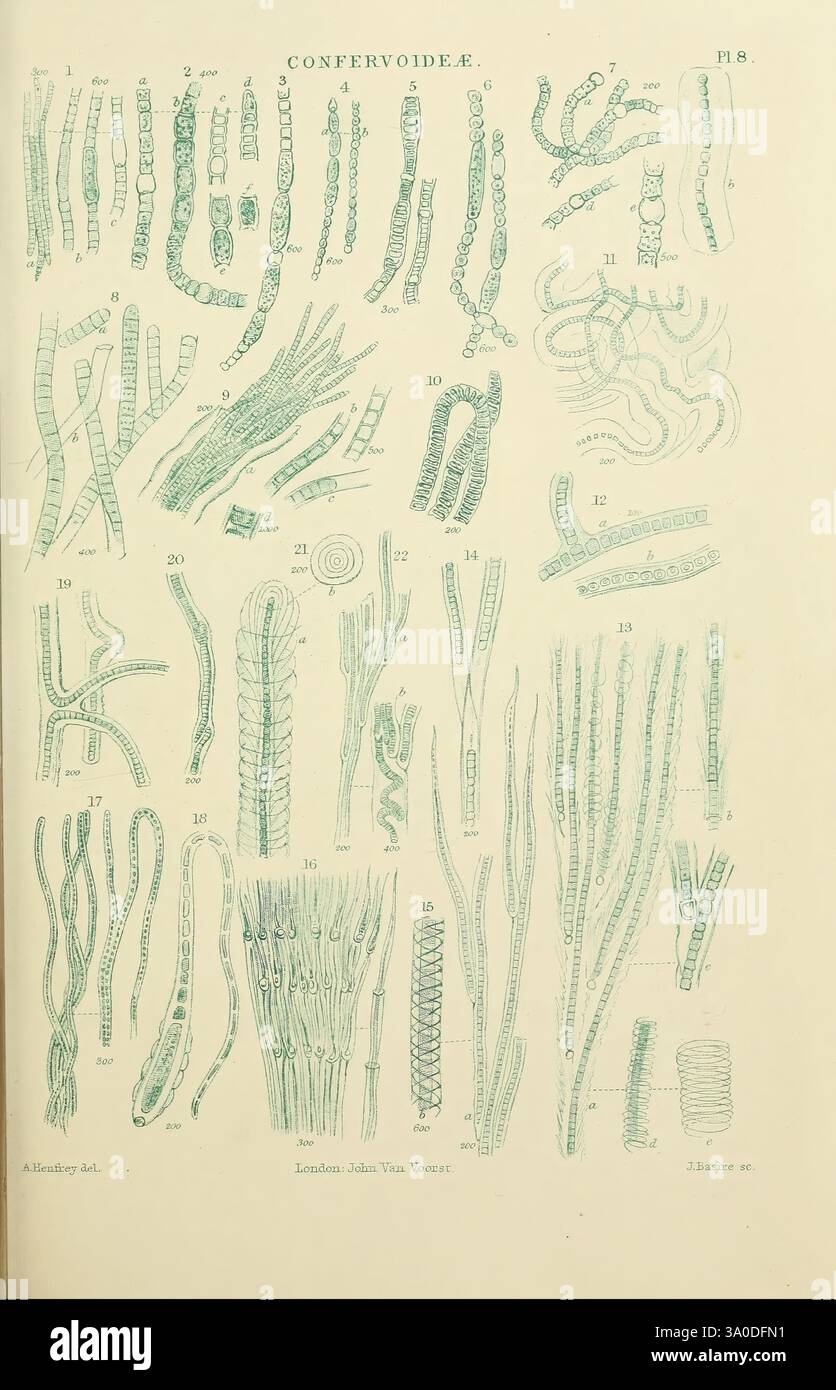 The Micrographic Lexikon, London, J. Van Voorst, 1883, Wörterbücher, Mikroskope, Mikroskopie, Naturgeschichte, Eine Sammlung detaillierter Illustrationen, die verschiedene Arten innerhalb der Familie Confervoideae darstellen und ihre einzigartigen Strukturen und Formen zeigen. Jede nummerierte Abbildung zeigt verschiedene Merkmale, wie Verzweigungsmuster, Zellformationen und allgemeine Morphologie. Die Anordnung ermöglicht einen einfachen Vergleich und die Untersuchung der verschiedenen Arten dieser Gruppe, wobei ihre Bedeutung für aquatische Ökosysteme betont wird. Die ästhetische Präsentation dient sowohl der Bildung als auch der Wissenschaft Stockfoto