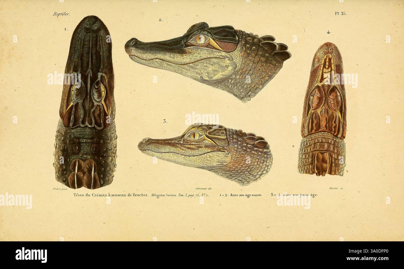 Erpétologie générale, ou, Histoire naturelle complète des reptiles Paris, Roret, 1834-1854. Amphibien, Herpetologie, Reptilien, Jean Gabriel Prêtre, Alligator mississippiensis, Alligator lucius zeigt detaillierte anatomische Studien eines Krokodils, die verschiedene Winkel des Kopfes und der Merkmale der Kreatur hervorheben. Jeder Abschnitt ist sorgfältig beschriftet, um Einblicke in unterschiedliche Merkmale wie die Ausrichtung der Zähne, die Positionierung der Augen und die Textur der Haut zu erhalten. Das Kunstwerk betont die einzigartige Morphologie der Reptilien und veranschaulicht die Nuancen des Krokodilanatos Stockfoto