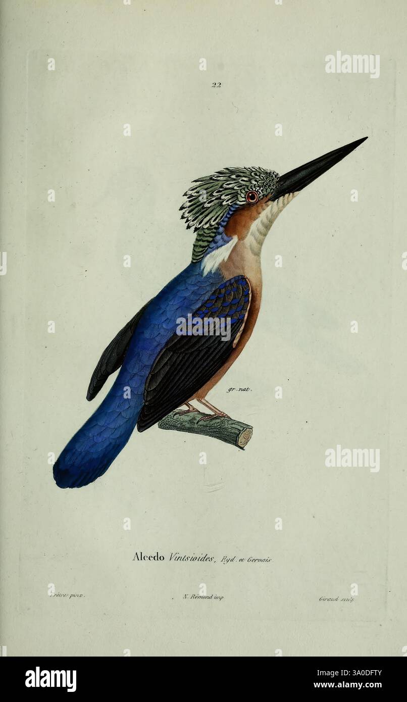 Oiseaux, Paris, A. Bertrand, 1839, Birds, Alcedo vintsioides, Jean Gabriel Prêtre, die Illustration zeigt eine wunderschön detaillierte Darstellung eines eisvogels mit seinem lebendigen Gefieder. Der Vogel thront auf einem schlanken Ast, der seine markanten blauen Flügel und den Kastanienbauch hervorhebt. Sein Kopf ist mit einem kunstvollen Wappen aus grünen Federn verziert, was sein unverwechselbares Aussehen unterstreicht. Die komplizierte Linienführung fängt die Textur der Federn ein, während die sanfte Schattierung der Kreatur Tiefe verleiht. Unter der Abbildung ist der Name „Alcedo Vacinator“ elegant geschrieben, der die Art angibt, Stockfoto