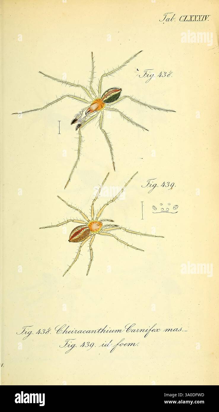 Die Arachniden, Nürnberg, in der C. H. Zeh'schen Buchhandlung, 1831-1848, arthropoda, arachnida, arthropod, die Abbildung zeigt zwei detaillierte Darstellungen einer Spinne, die zur Gattung Cheiracanthium gehört und allgemein als gelbe Sackspinne bezeichnet wird. Die erste Figur zeigt die Spinne in einer seitlichen Ansicht und hebt ihren langgezogenen Körper und ihre markanten Markierungen hervor. Die zweite Figur zeigt eine Rückenansicht, die die komplizierten Muster auf dem Bauch und die Struktur der Beine betont. Jeder Zahl ist ein entsprechendes Etikett und eine Referenznummer beigefügt, die ihre Einstufung angibt. Stockfoto