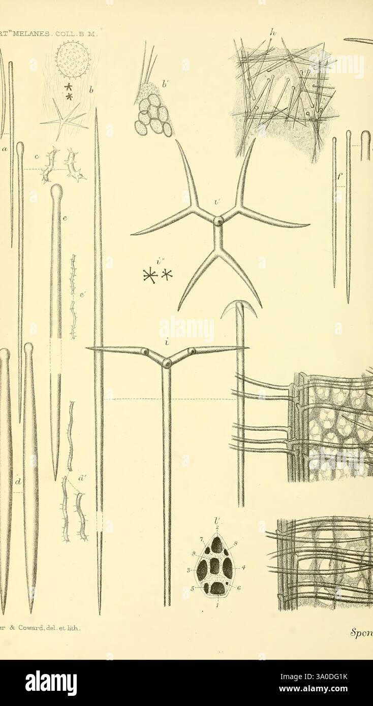 Bericht über die zoologischen Sammlungen im Indopazifischen Ozean während der Reise von H.M.S. 'Alert' 1881-2. London, 1884. Alerts, Loop, 1856-1895 Australien, Inseln des Indischen Ozeans, Melanesien, Wissenschaftliche Expeditionen, Zoologie, Schwamm, Australien, Axinella Echidnaea, Axinella Echidnaea, Geodia Globostellifera, Geodia Globostellifera, Spirastrella Decumbens, Spirastrella Decumbens, Spirastrella Congenera, Spirastrella Congenera, Spirastrella Vagabunda, Spirastrella Vagabunda, Hymeniacidon Agminata, Hymeniacidon Agminata, Suberites Epiphytum, Suberites Epiphytum, Stelletta Clavosa, Stelletta Stockfoto