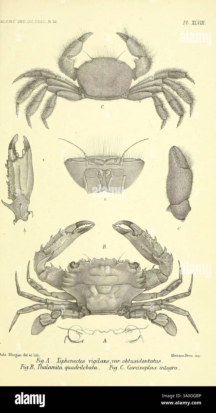 mehrere-detaillierte-anatomische-ansichten-verschiedener-krabbenarten