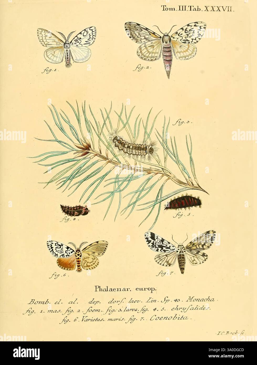 Die Schmetterlinge in Abbildungen nach der Natur, Leipzig, T.O. Weigel, 1829-1839, Europe, Schmetterlinge, Schmetterlinge, Bildwerke, die Illustration zeigt eine Reihe detaillierter Darstellungen verschiedener Mottenarten, die mit Präzision und Sorgfalt angeordnet sind. In der Mitte zeigt eine prominente Darstellung einer raupe, die sich zwischen einem Kiefernzweig befindet, den Lebenszyklus dieser Insekten. Um diese zentrale Figur herum befinden sich mehrere Motten, die jeweils einzigartige Muster und Farben zeigen. Die beschrifteten Figuren, einschließlich „Phalaenae europ“, geben die dargestellten Arten an und spiegeln eine Studie der Entomologie wider. Die Stockfoto