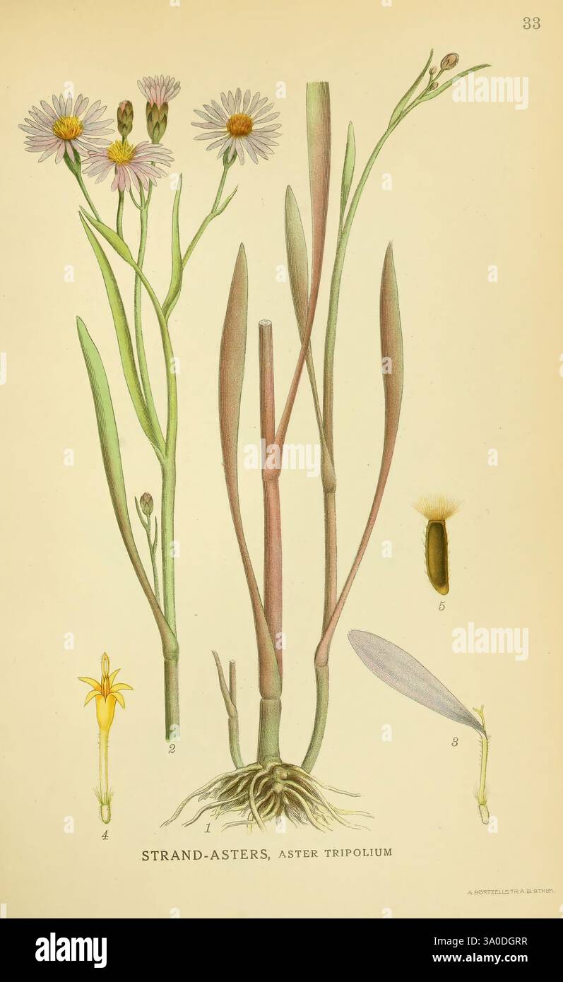 Billeder af nordens Flora, v.1 København, G.E.C. Gad's Forlag, 1917-1927, Pflanzen, Finnland, Skandinavien, New York Botanical Garden, Bildwerke, Aster tripolium, Eine botanische Illustration, die „Strand-Astern“ (Aster tripolium) zeigt. Die Zusammensetzung zeigt die blühende Pflanze mit zarten Stämmen und Blättern. Im oberen Teil blühen mehrere kleine weiße Blüten mit gelben Mittelpunkten. Unten zeigt sich eine detaillierte Darstellung der langen, schlanken Blätter der Pflanze aus einer zentralen Wurzelstruktur. Die Hauptabbildung wird durch nummerierte Diagramme ergänzt, die die verschiedenen Teile o zeigen Stockfoto