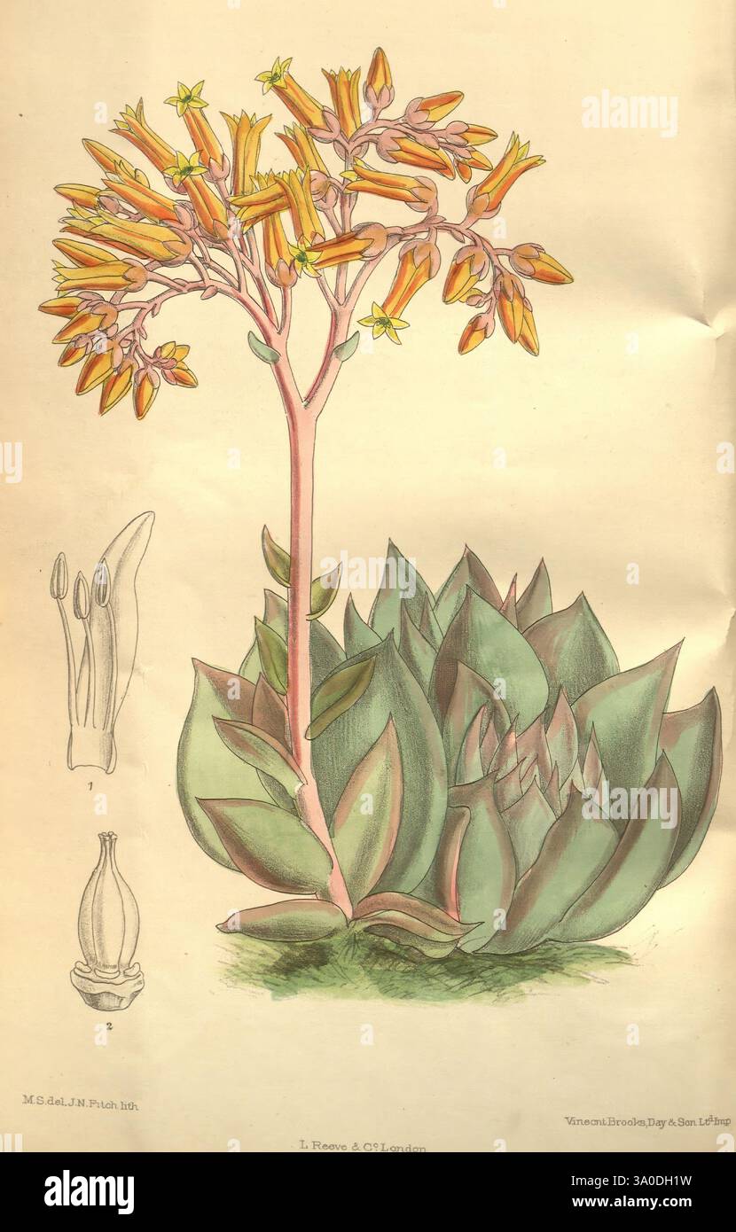 Curtis's Botanical Magazine London New York etc. Botanik Zeitschriften Bildwerke Matilda Smith Curtis Cotyledon purpusii Dudleya cymosa Canyon Live Forever Kalifornien United States of America Blumen Joseph Dalton Hooker Frauen in der Wissenschaft Matilda Smith saftige Dudleya cymosa Cotyledon purpusii Crassulaceae Blütenstand zeigt diese detaillierte botanische Illustration eine elegante blühende Pflanze. In der Mitte trägt ein hoher, schlanker Stiel leuchtende, röhrenförmige Blüten in verschiedenen Orange- und Gelbtönen. Um den Stiel herum ist eine Rosette aus dicken, fleischigen Blättern Stockfoto