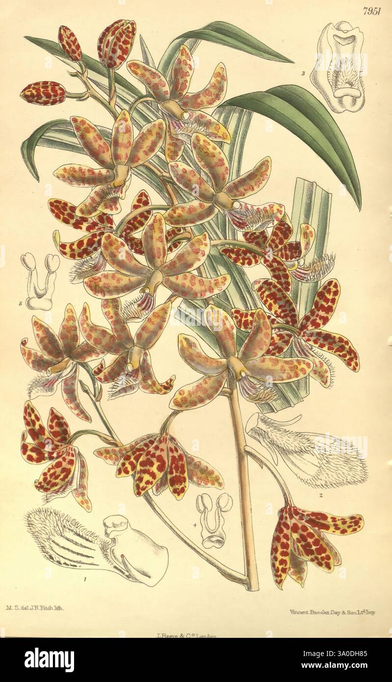 Curtis's Botanical Magazine, London, New York, botanische Illustration, Botanik, Zeitschriften, Bildwerke, Pflanzen ornamental, Curtis, Eine detaillierte botanische Illustration, die eine Gruppe lebendiger Orchideen zeigt, die durch ihre einzigartigen gefleckten Blütenblätter in Braun- und Gelbtönen gekennzeichnet sind. Die zentrale Blumenanordnung umgibt verschiedene filigrane botanische Skizzen, einschließlich Nahaufnahmen von Blumenstrukturen und Laub. Diese pädagogische Darstellung betont die komplizierten Details der Orchideen und hebt ihre eigene Anatomie und üppige Blätter hervor, was sowohl eine künstlerische als auch eine wissenschaftliche Stockfoto