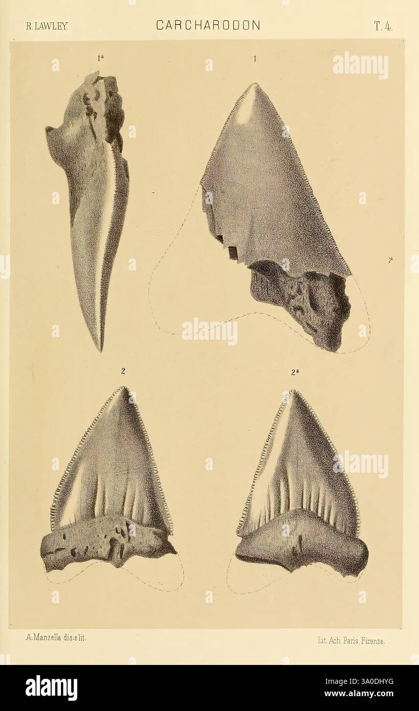 Studi comparativi sui pesci fossili coi viventi dei generi Carcharodon, Oxyrhina e Galeocerdo, Pisa, T. Nistri, 1881, Hai, Carcharodon, Galeocerdo, fossile Fische, fossile Haie, Fossiliengeschichten zeigt die Illustration eine Reihe detaillierter Darstellungen von Haizähnen aus der Gattung Carcharodon. Jeder Zahn ist nummeriert, mit Beschriftungen, die seine unterschiedlichen Formen und Eigenschaften hervorheben. Der erste Zahn verfügt über ein robustes dreieckiges Profil, das auf eine leistungsstarke Beißfunktion hinweist. Der zweite Zahn weist eine gezackte Kante auf, die typisch für Raubhaie ist und ideal zum Schneiden von Fleisch ist. Th Stockfoto