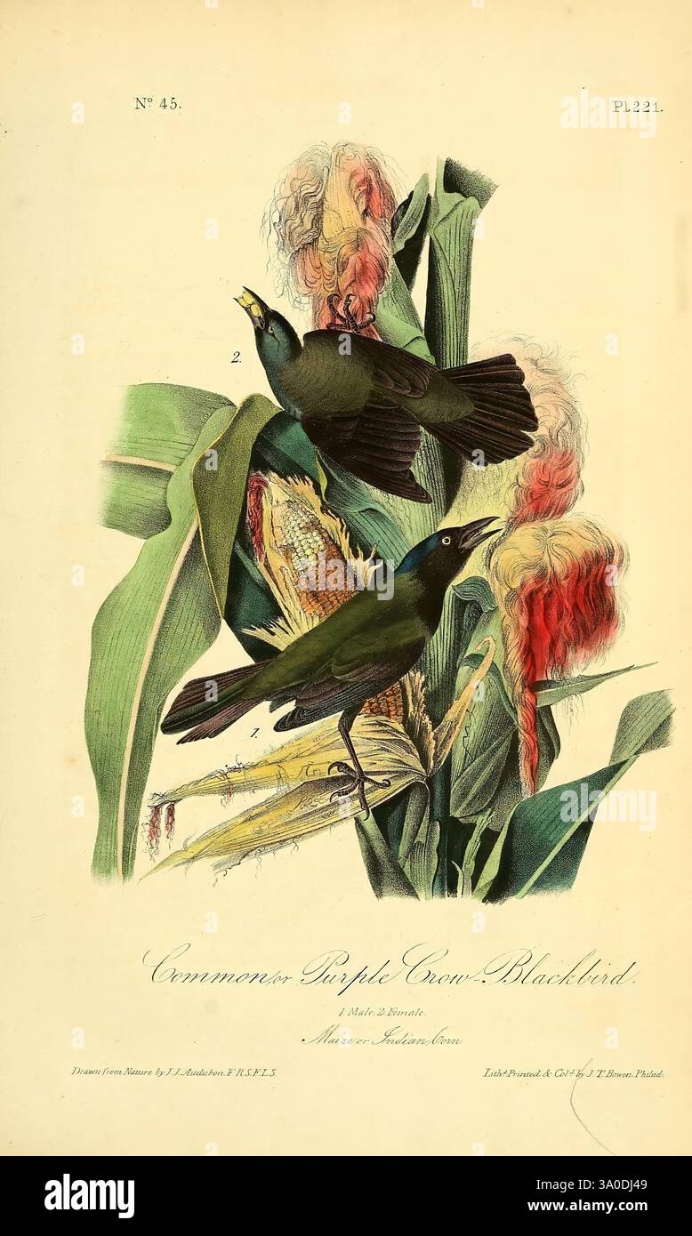 The Birds of America, New York, J.B. Chevalier, 1840-1844, Birds, Nordamerika, John James Audubon, Pictorial Works, Euphagus cyanocephalus, das Kunstwerk zeigt zwei Common Purple Grackles, die sich inmitten lebendiger Maispflanzen thronen und ihr irisierendes Gefieder zeigen. Die Vögel sind in einer lebhaften Pose dargestellt, wobei einer nach oben blickt, während der andere ruft. Sie umgibt üppig grüne Blätter und stilisierten Mais, die den natürlichen Lebensraum hervorheben. Die Komposition betont sowohl die Eleganz der Vögel als auch den Reichtum ihrer Umgebung, mit komplizierten Details, die das Wesen von einfangen Stockfoto