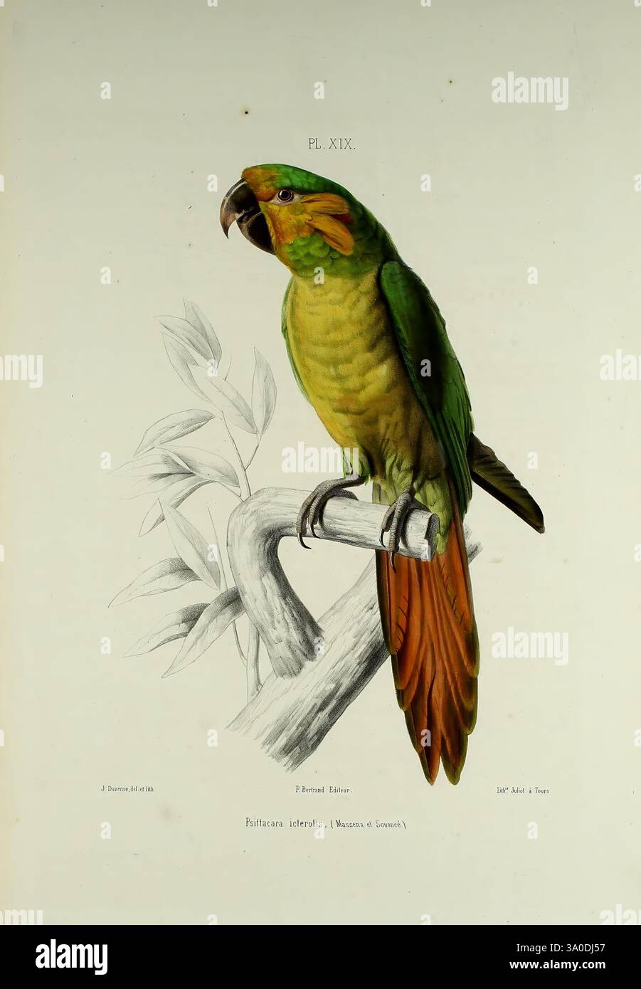 Iconographie des perroquets, Paris, P. Bertrand, 1857, Bird, Vögel, Papageien, Papageien, Bildwerke, beliebte Werke, Ognorhynchus icterotis, gelbohriger Papagei, dieses Kunstwerk zeigt einen anschaulich dargestellten Papagei, der auf einem Ast thront und sein markantes grünes Gefieder im Kontrast zu warmen Orange- und Gelbtönen auf Fahrgestell und Schwanz zeigt. Der scharfe Schnabel des Vogels ist deutlich sichtbar und unterstreicht seine charakteristische geschwungene Form, während seine ausdrucksstarken Augen ein Gefühl von Persönlichkeit verleihen. Um den Papagei herum gibt es subtile Details des Laubs, die die natürliche Umgebung verbessern. Der Titel enthält das t Stockfoto