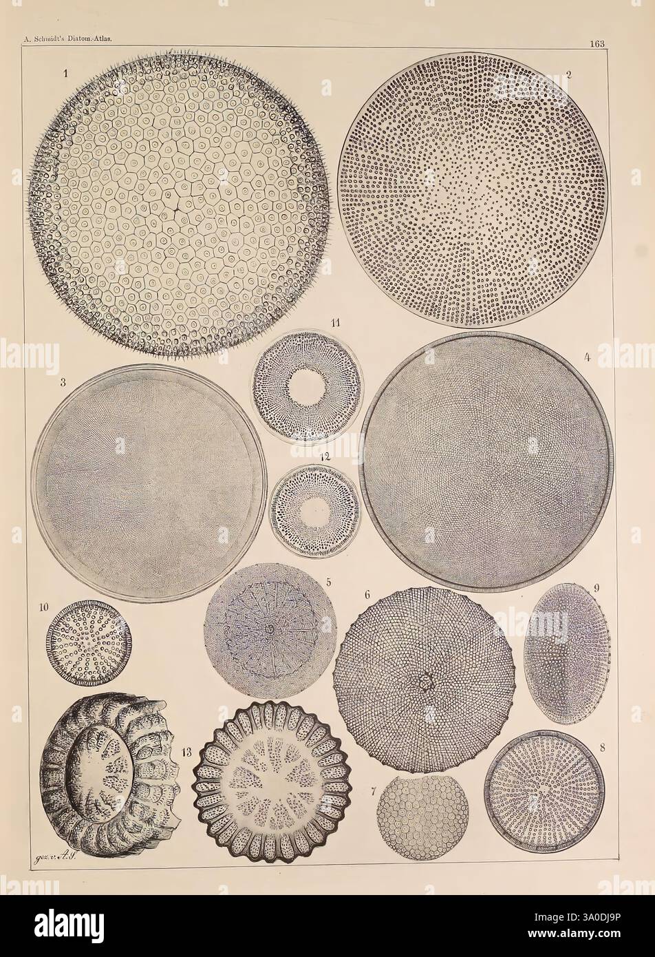 Atlas der Diatomaceen-Kunde, Leipzig, O.R. Reisland, 1874-1819, Atlanten, Bacillariophyceae, eine komplexe Anordnung verschiedener mikroskopischer Proben, die eine Vielzahl von geometrischen Mustern und Texturen zeigen. Diese kreisförmigen Formen weisen einzigartige Designs auf, von engen, sechseckigen Gittern bis hin zu raffinierteren, gekrümmten Kanten und konzentrischen Kreisen. Die Details verdeutlichen die Komplexität und Schönheit dieser winzigen Organismen, die häufig in Gewässern vorkommen. Jede Probe ist mit Nummern gekennzeichnet, die eine systematische Referenz für die Identifizierung und Untersuchung bieten. Die Gesamtzusammensetzung lässt darauf schließen, dass der Schwerpunkt auf liegt Stockfoto