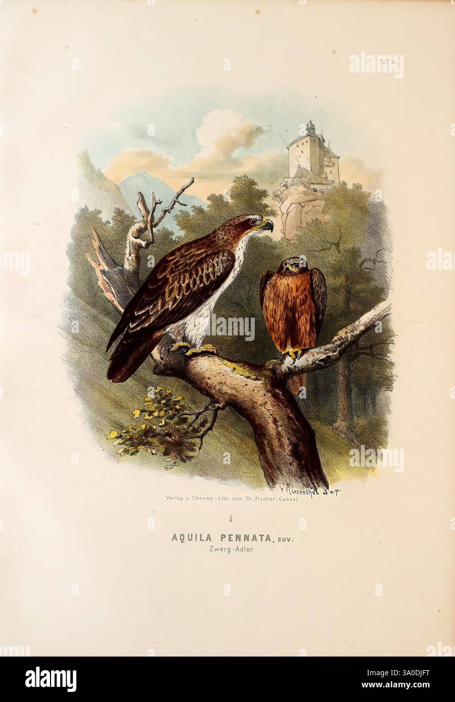 Die Raubvögel Deutschlands und des angrenzenden Mitteleuropas, Cassel [Germany], Verlag von Theodor Fischer, 1876, Germany, Greifvögel, Falknerei, Osteuropa, Hieraaetus pennatus, Booted Eagle, Eine majestätische Ausstellung von zwei Adlern, die anmutig auf einem Zweig thronen und ihre markanten Eigenschaften und natürliche Schönheit zeigen. Der erste Adler mit seiner beeindruckenden Flügelspannweite und seinem detaillierten Gefieder steht auf der linken Seite deutlich sichtbar und strahlt ein Gefühl von Stärke und Wachsamkeit aus. Der zweite Adler, etwas kleiner und rechts positioniert, ergänzt die Szene mit seiner reichen Farbgebung und dem ebenso majestätischen Postu Stockfoto
