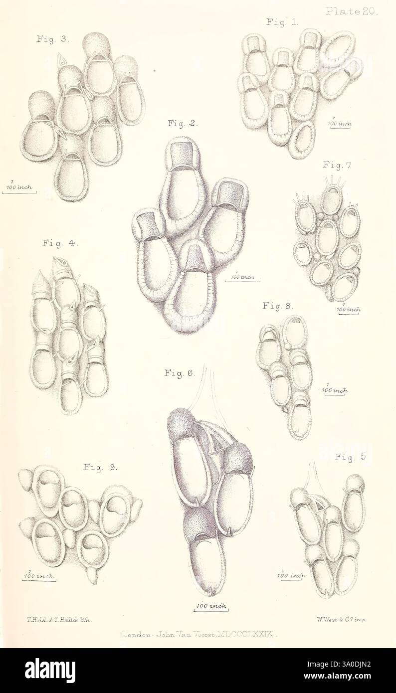 Eine Geschichte der britischen Marine Polyzoa, London, J. Van Voorst, 1880, Bryozoa, diese Sammlung präsentiert eine Reihe detaillierter Illustrationen, die verschiedene Formen mikroskopischer Organismen zeigen. Jede Figur wird akribisch gerendert und hebt die unterschiedlichen morphologischen Merkmale hervor. Die Abbildungen sind mit Zahlen gekennzeichnet, die spezifischen Beispielen dieser Organismen entsprechen und eine Reihe von Formen und Anordnungen darstellen, von Einzelzellen bis hin zu Clusterformationen. Diese Zusammenstellung dient als pädagogische Referenz und betont die Vielfalt und Komplexität mikroskopischer Lebensformen, die in der La untersucht wurden Stockfoto